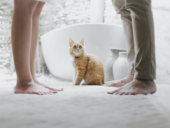 Pets and Divorce in Florida: Current Law and National Trends