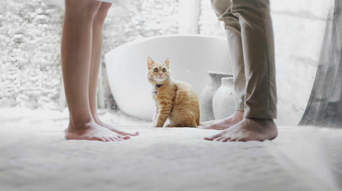 Orange tabby sits between her two owners as they consider what do to with their pets in divorce.