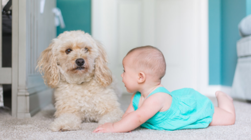 A baby crawls on a carpeted floor toward a startled dog.